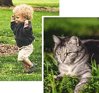 show our products are safe for children & pets